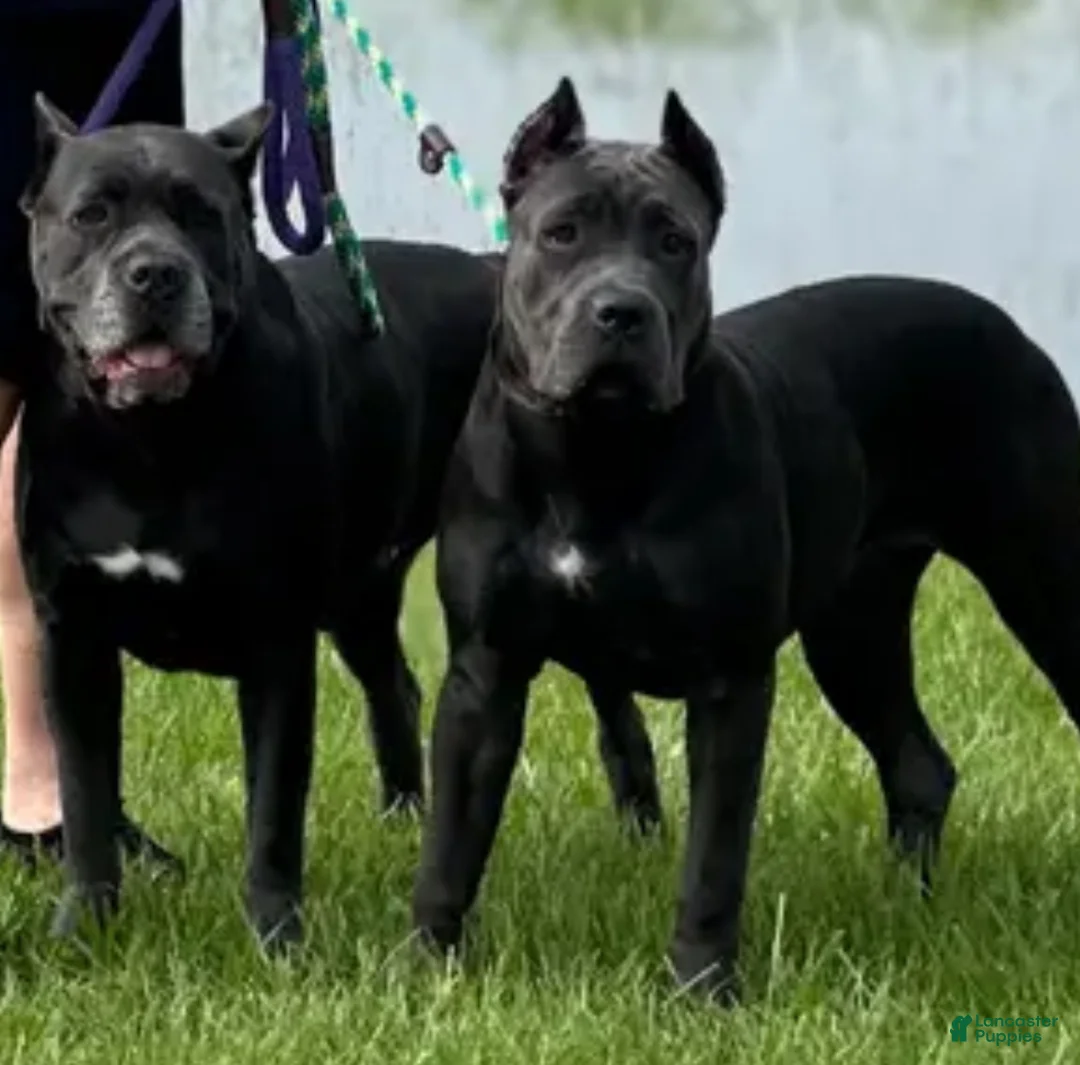 Gallery Image {{count}}