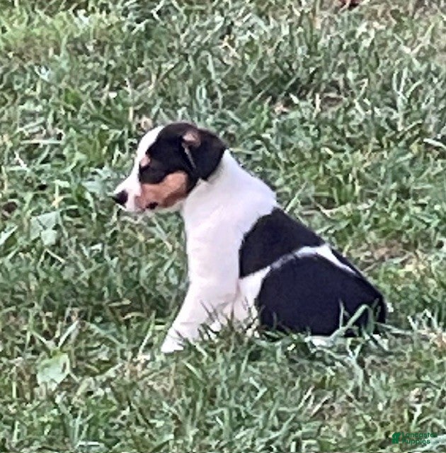 Border Collie dogs Border Collie 4 - Ad 37