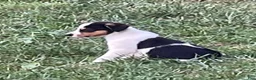 Border Collie dogs for sale: Border Collie 4 - Ad 1