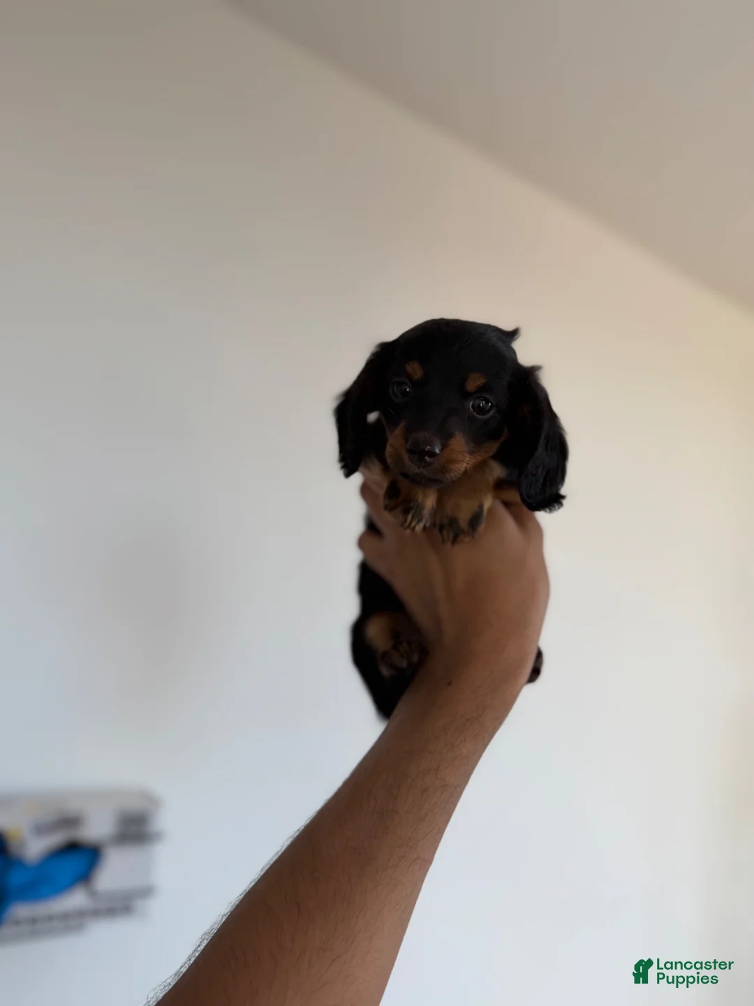 Miniature Dachshund dogs for sale: Daphnie - Ad 5