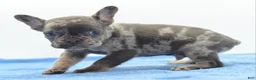 Mixed Breed dogs for sale: Zen blue merle  - Ad 4