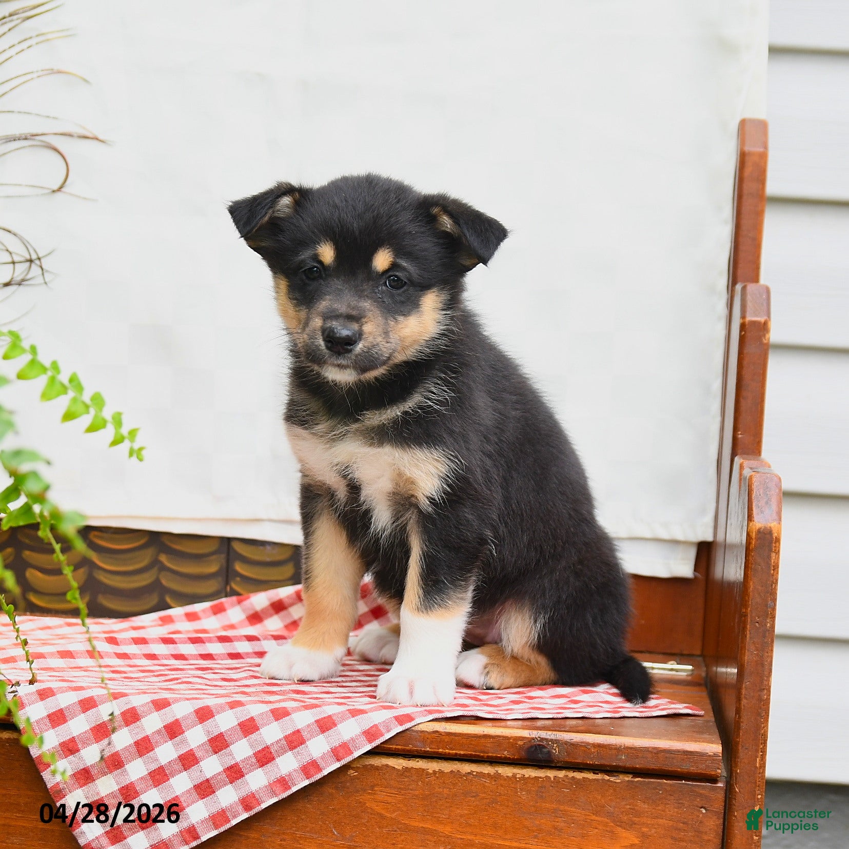 Australian Shepherd dogs Freda - Ad 2