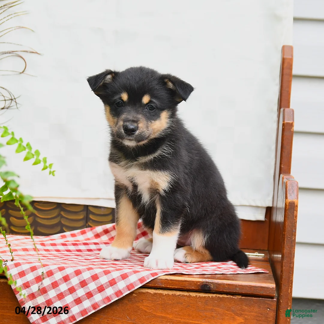 Australian Shepherd dogs for sale: Freda - Ad 2