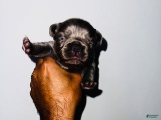 French Bulldog dogs - Ad 40