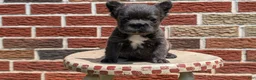 French Bulldog dogs for sale: Eden - Ad 10
