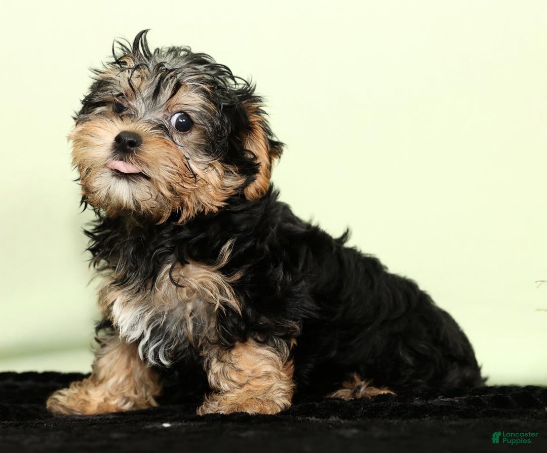 Yorkiepoo dogs for sale: Hayden - Ad 3