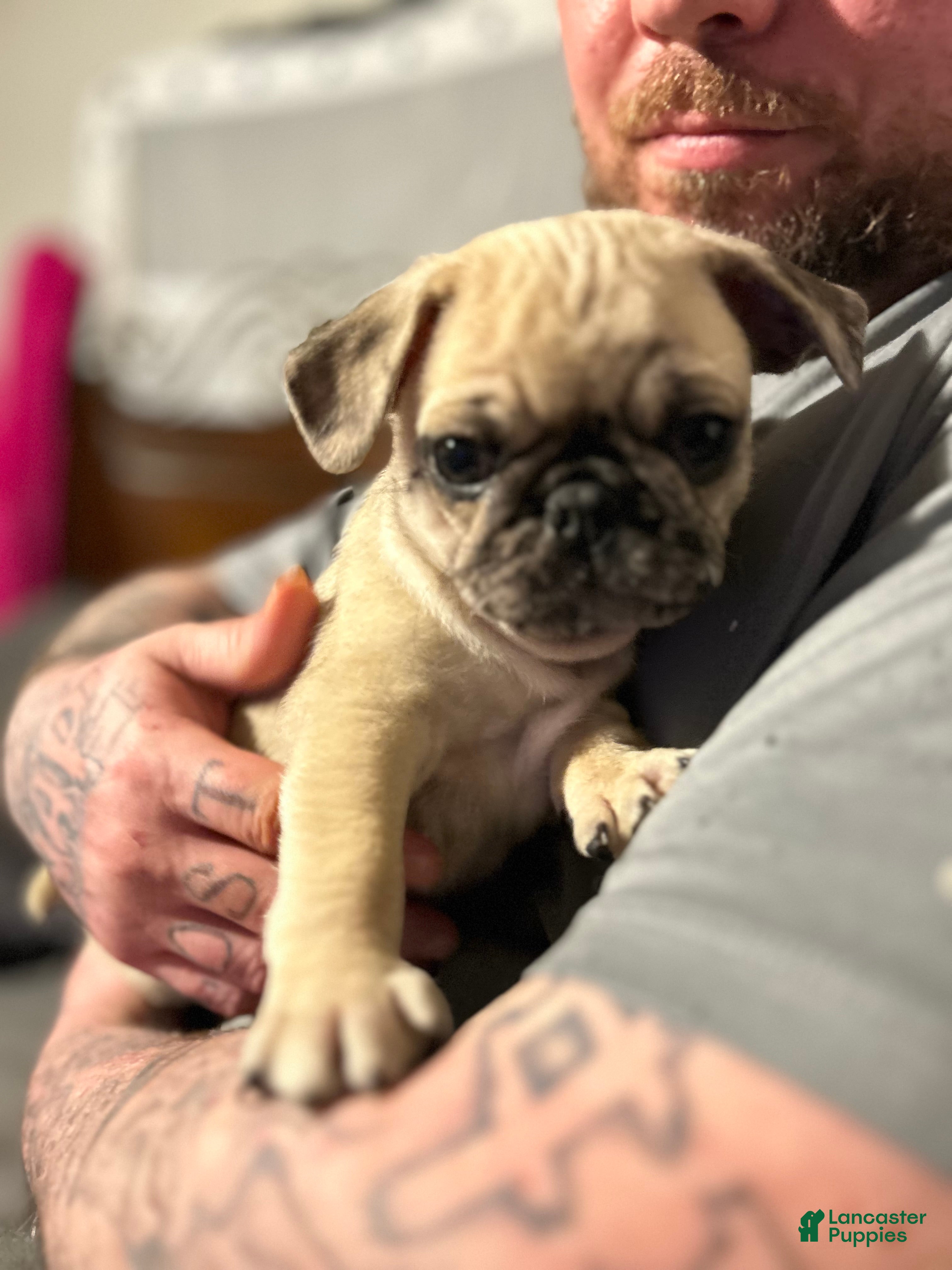 Pug dogs Pug Puppy 1 - Ad 26