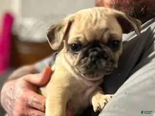 Pug dogs Pug Puppy 1 - Ad 26