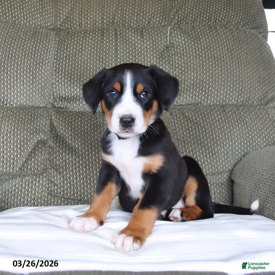Greater Swiss Mountain Dog dogs Felicity - Ad 2