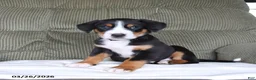 Greater Swiss Mountain Dog dogs for sale: Felicity - Ad 2