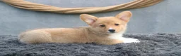Welsh Corgi Pembroke dogs for sale: Drizzle - Ad 4