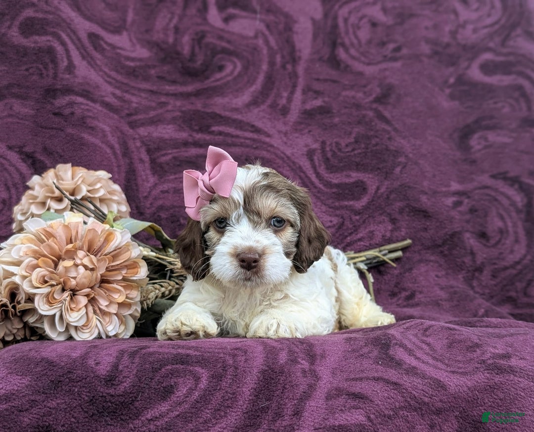 Cockapoo dogs for sale: Krystal - Ad 6