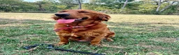 Golden Retriever dogs for sale: Golden Retriever Java - Ad 3