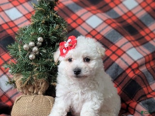 Bichon Frise dogs Carleen - Ad 26