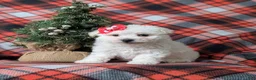 Bichon Frise dogs for sale: Bolton - Ad 12