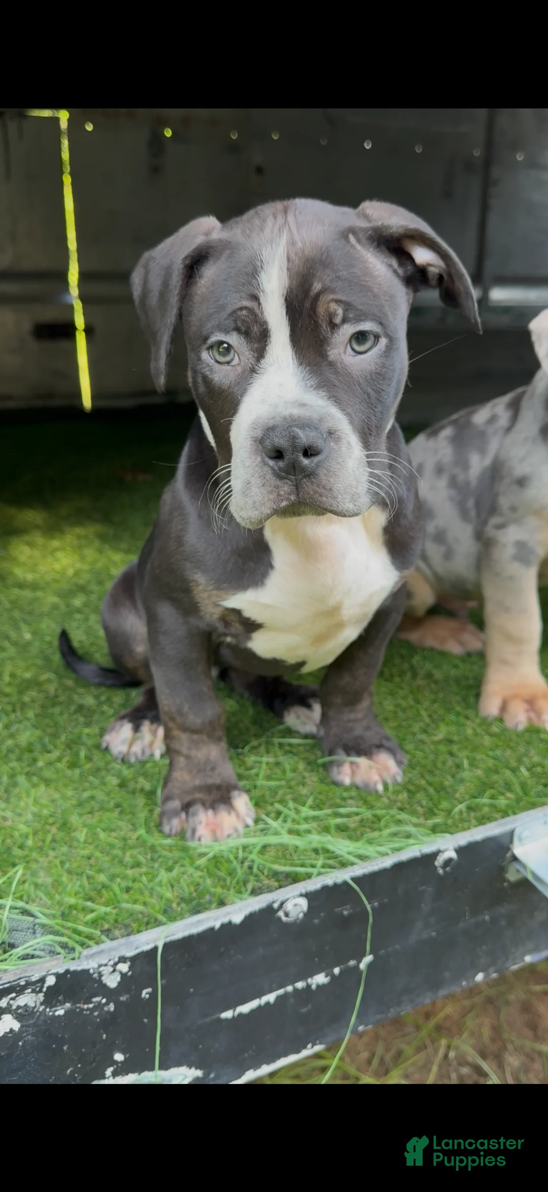 American Bully dogs for sale: American Bully 1 - Ad 2