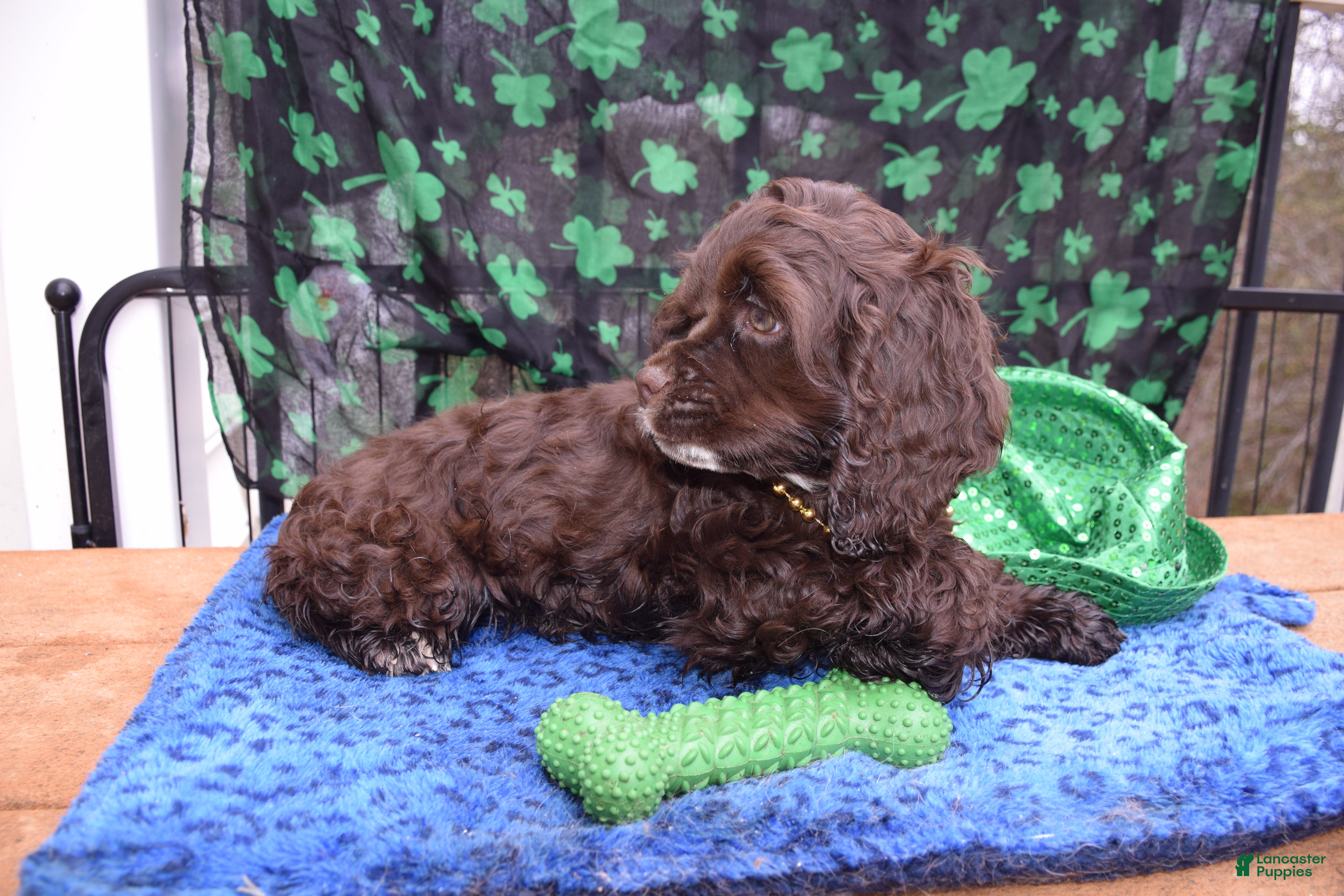 Cocker Spaniel dogs Luna- Akc Cocker Spaniel  - Ad 2