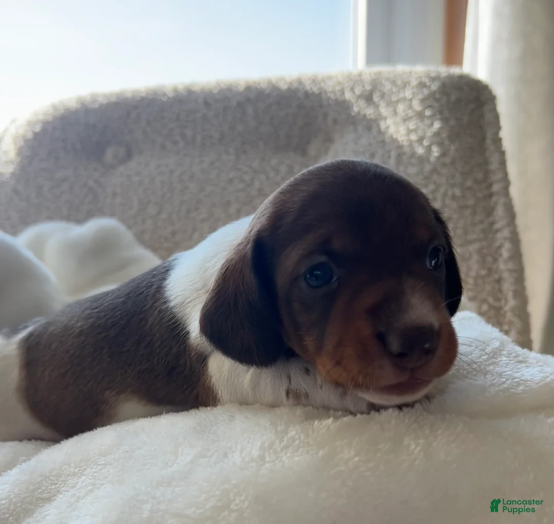 Miniature Dachshund dogs for sale: Doxy - Ad 7