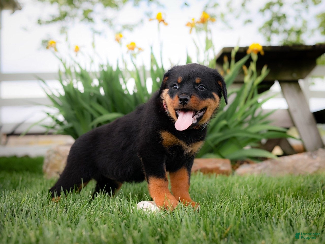 Rottweiler dogs Unix - Ad 2