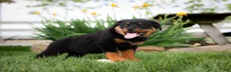 Rottweiler dogs for sale: Unix - Ad 2