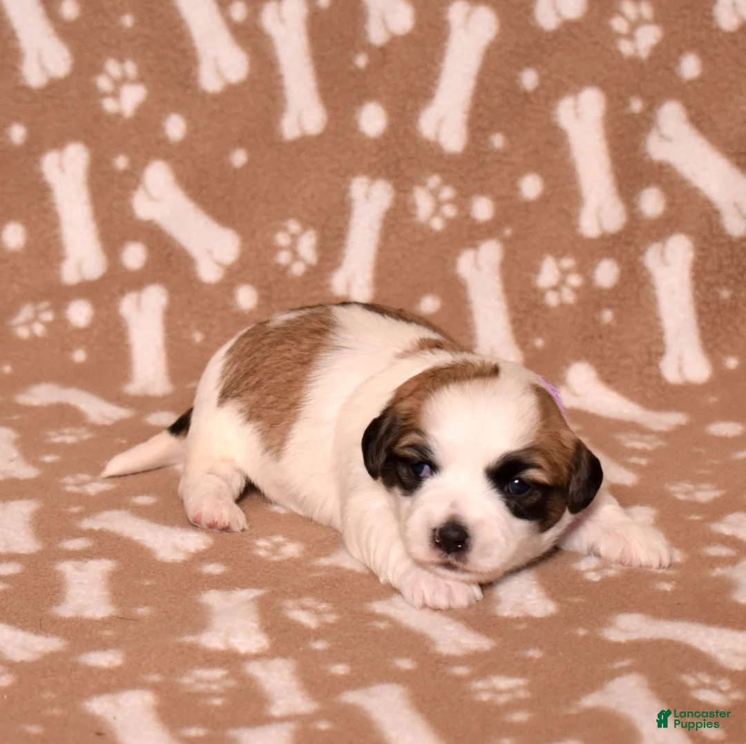 Coton De Tulear dogs for sale: Jasmine - Ad 2