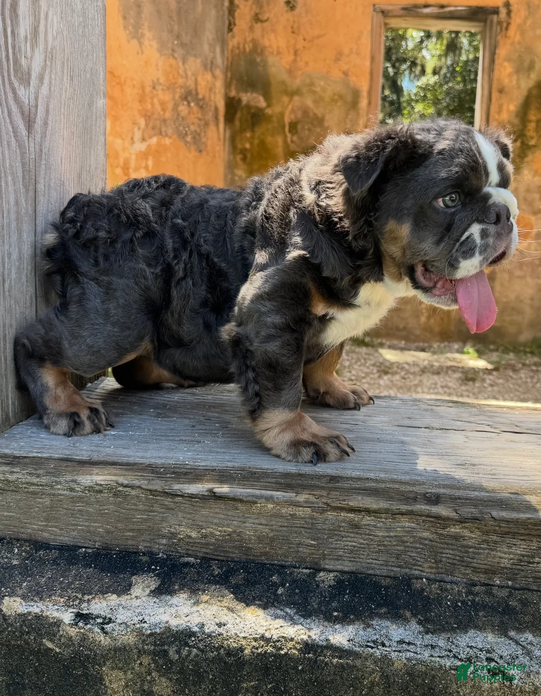English Bulldog dogs for sale: Bear - Ad 2