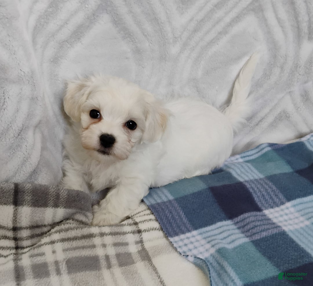 Mixed Breed dogs for sale: Scamp - Ad 3