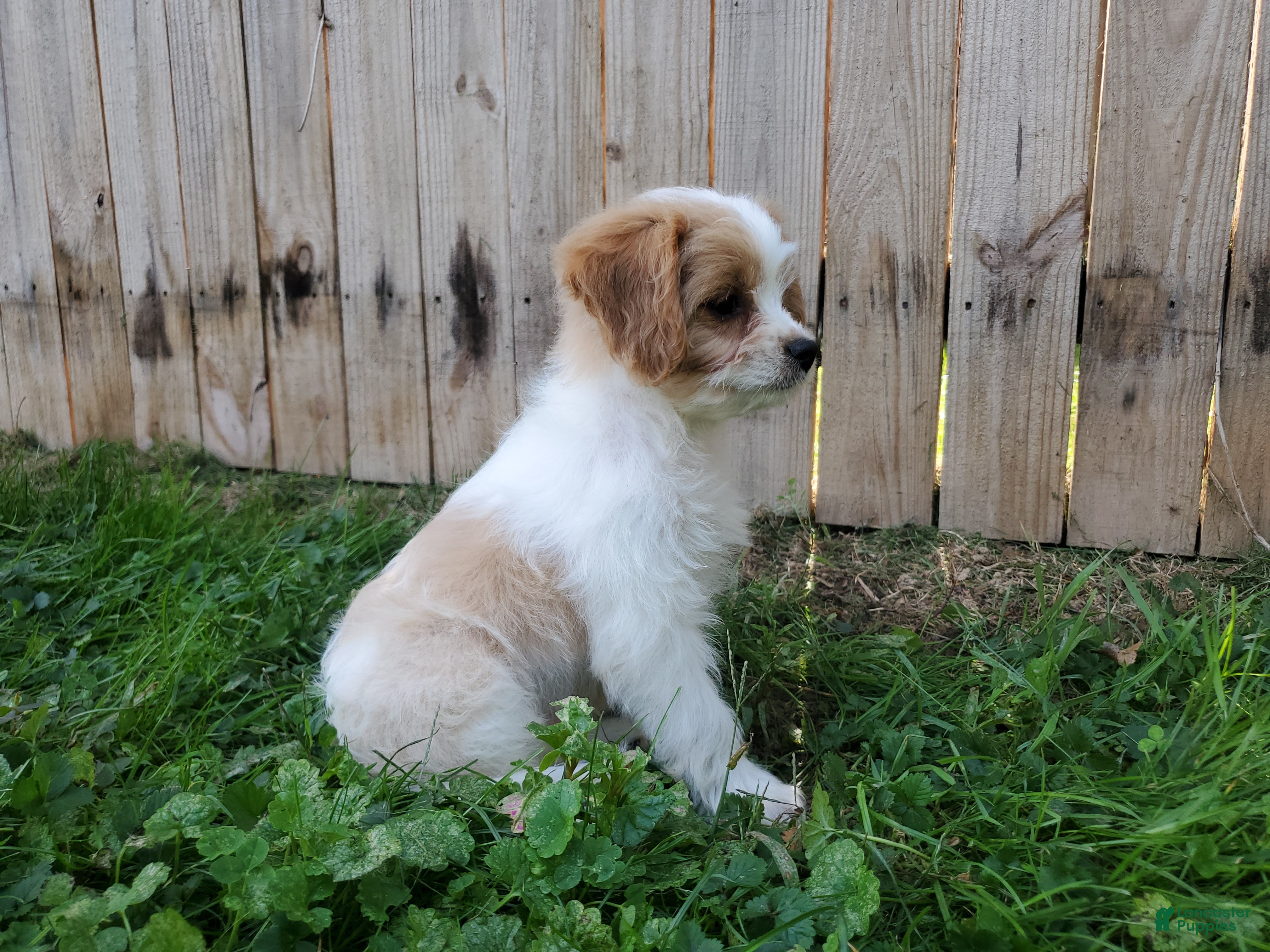 Brownie, Cavachon