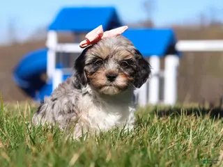 Cavapoo dogs for sale: Nova - Ad 3