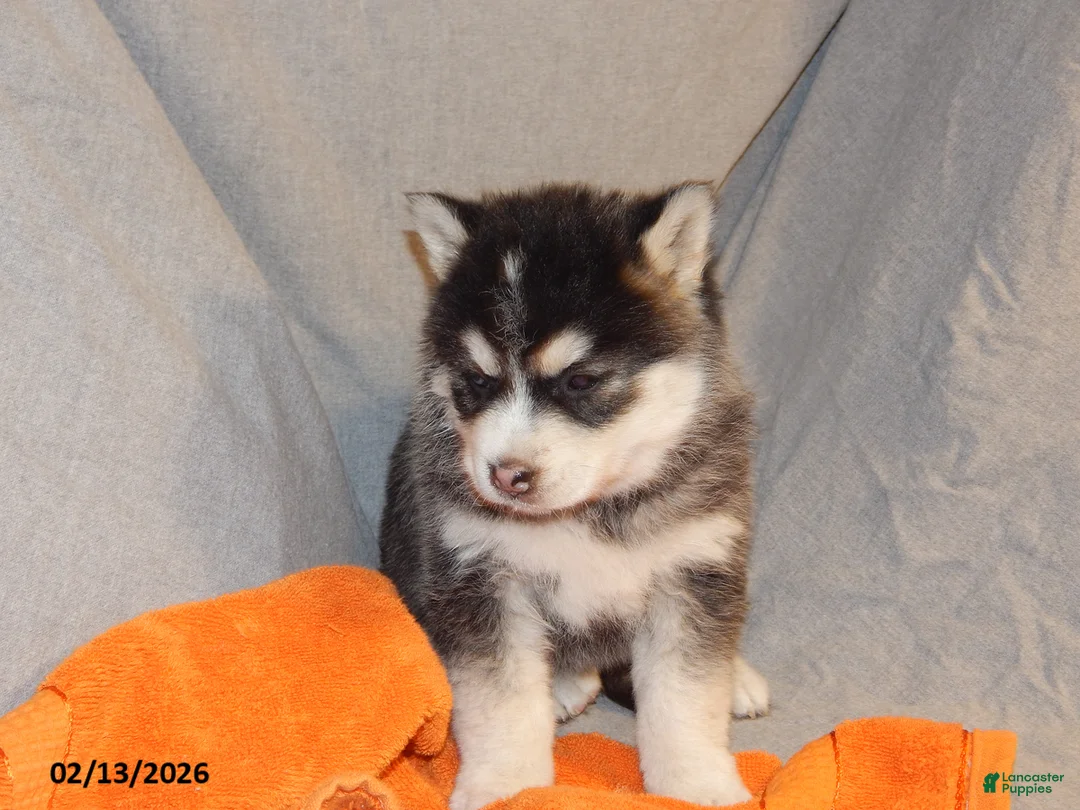 Pomsky dogs for sale: Senesa - Ad 5