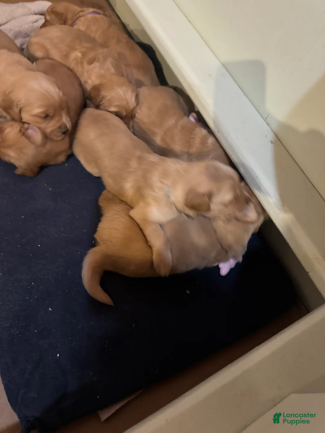 Golden Retriever dogs for sale: Golden Retriever Puppy 6 - Ad 3
