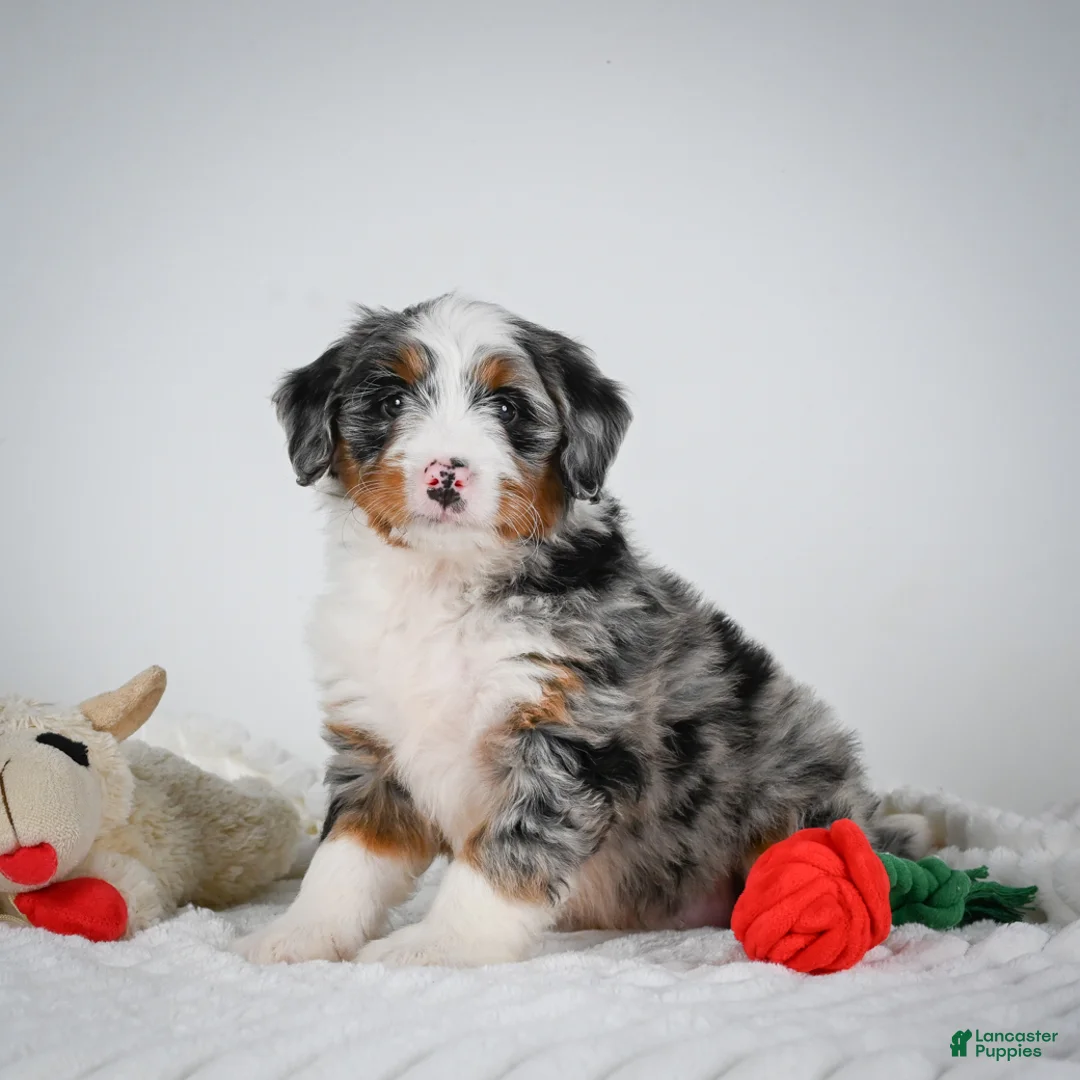 Mini Bernedoodle dogs for sale: Samantha - Ad 1