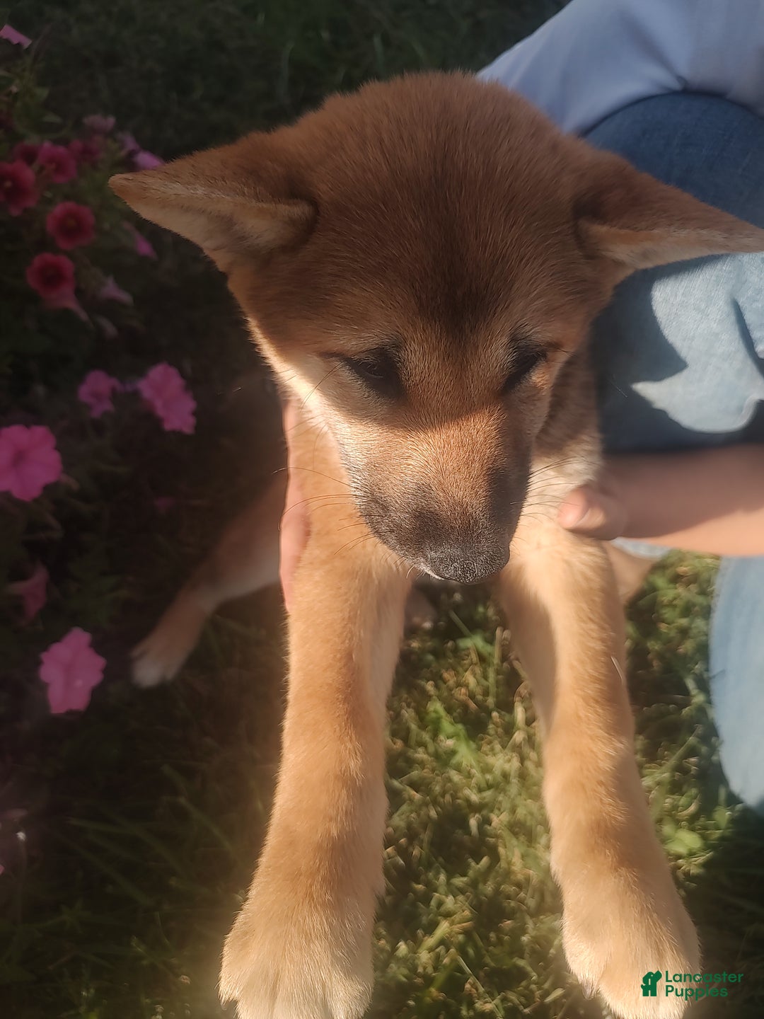 Shiba Inu dogs for sale: Shiba Inu Puppy 1 - Ad 3