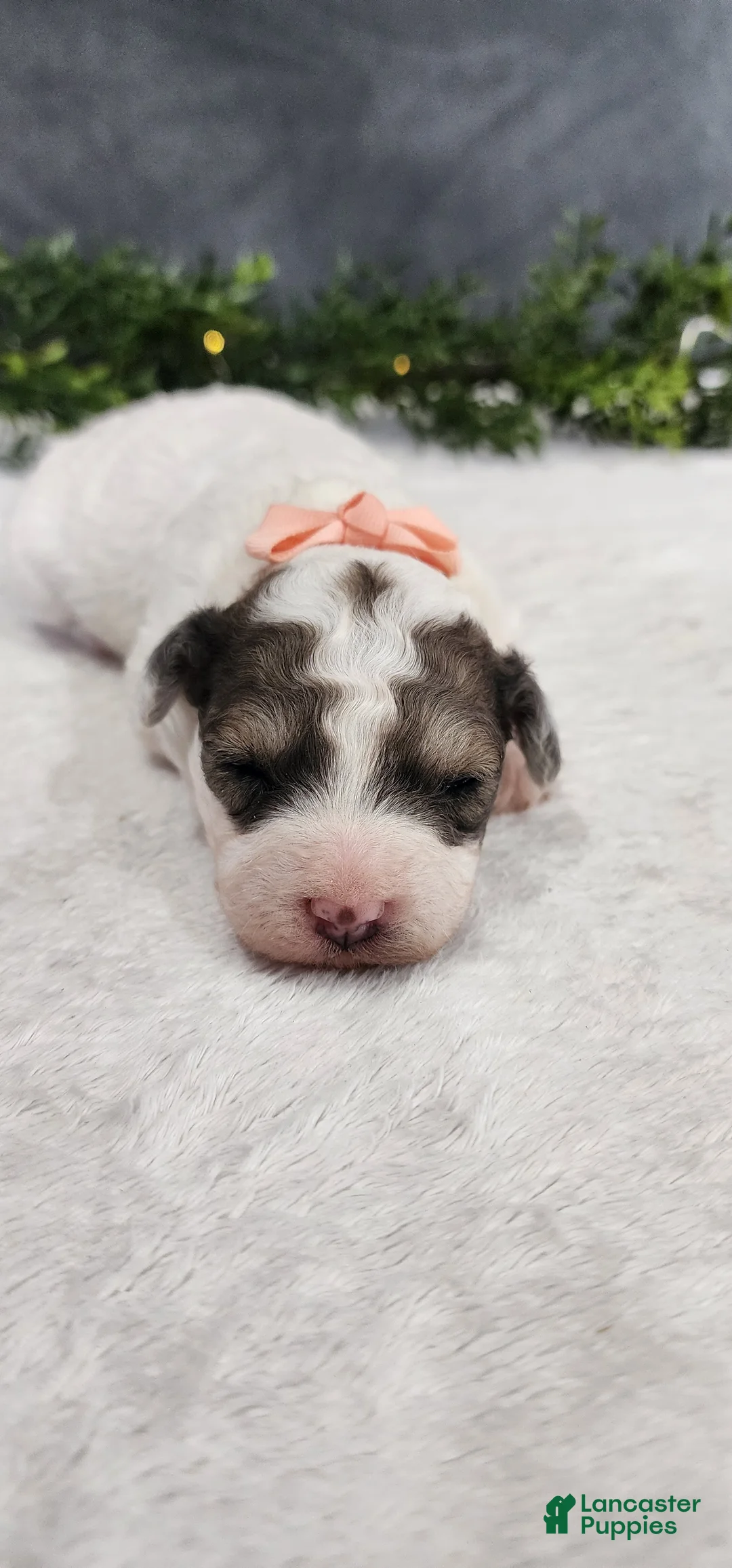 Miniature Poodle dogs for sale: Princess  - Ad 1