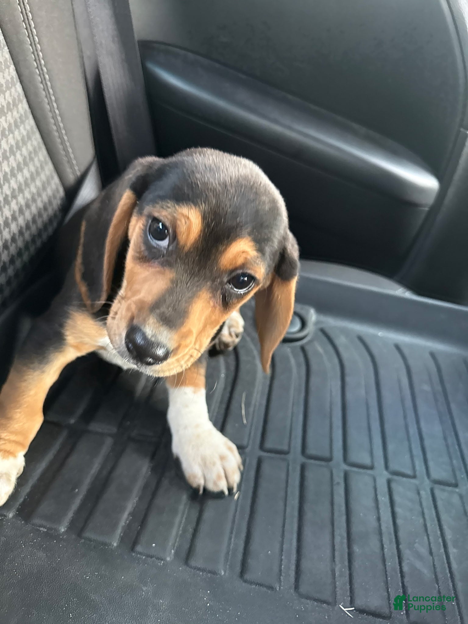 Beagle dogs Bubba - Ad 1