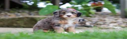 Mini Bernedoodle dogs for sale: Margarita - Ad 6