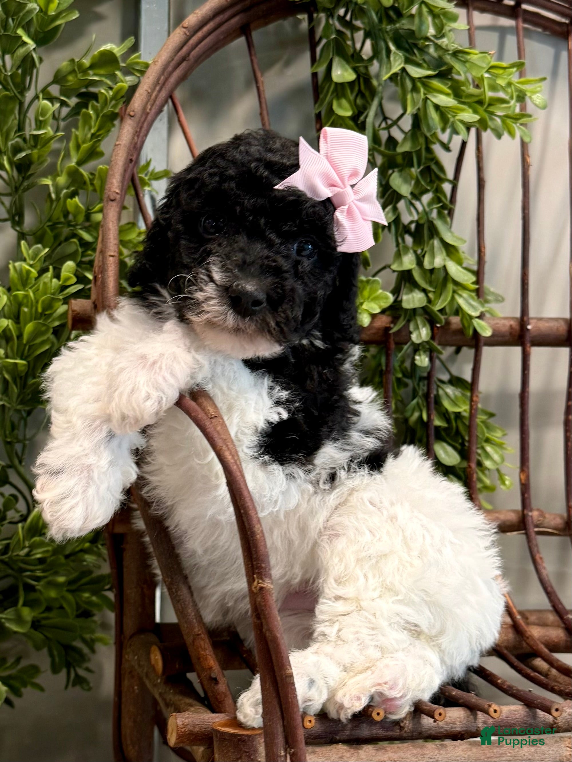 Mini Goldendoodle dogs Onna - Ad 5