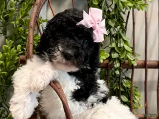 Mini Goldendoodle dogs Onna - Ad 5