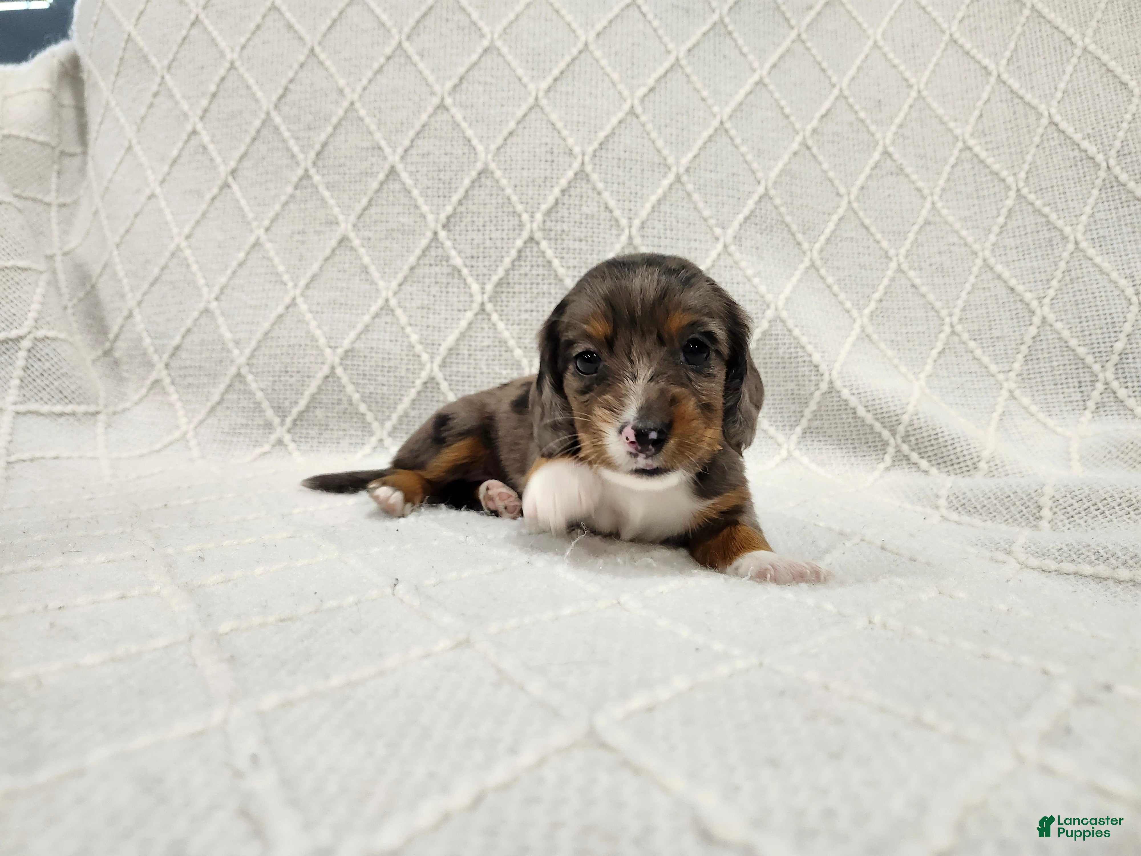 Miniature Dachshund dogs Ivy - Ad 1