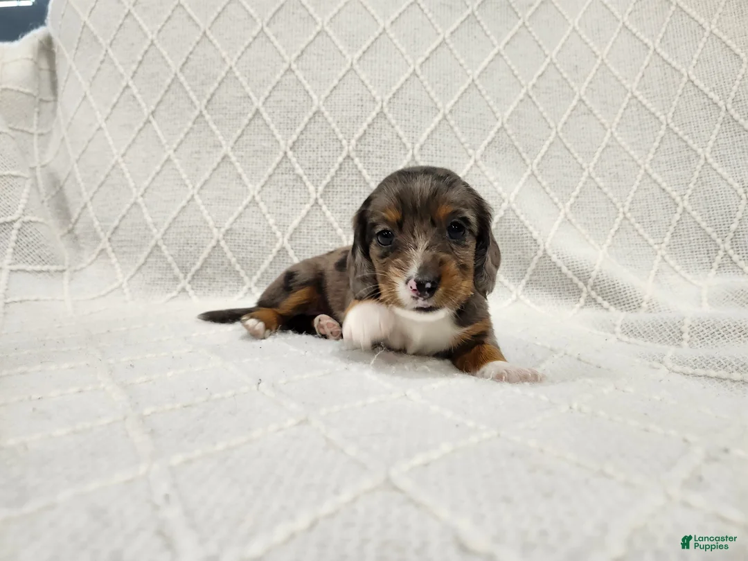 Miniature Dachshund dogs for sale: Ivy - Ad 1