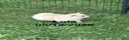 Pomeranian dogs for sale: Lola - Ad 2