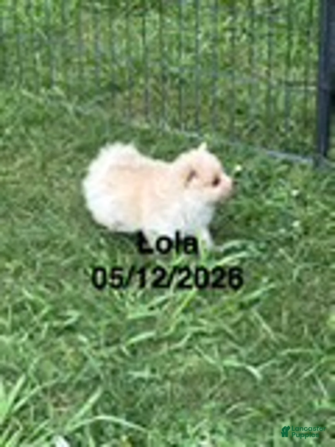 Pomeranian dogs for sale: Lola - Ad 2