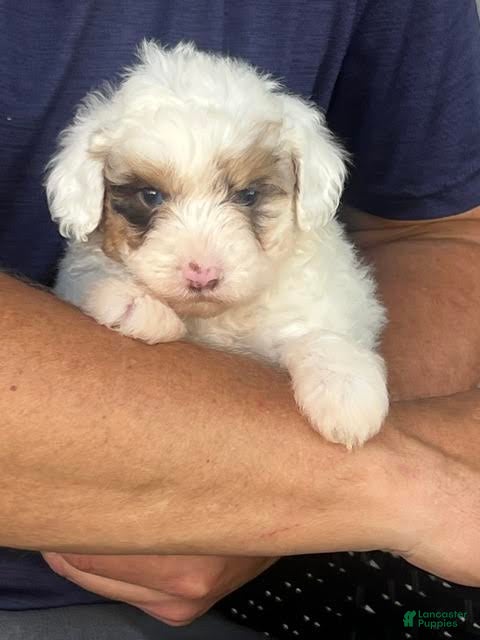 Aussiedoodle dogs Orchid Mini Aussiedoodle  - Ad 1