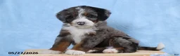 Mini Bernedoodle dogs for sale: Wylie - Ad 5