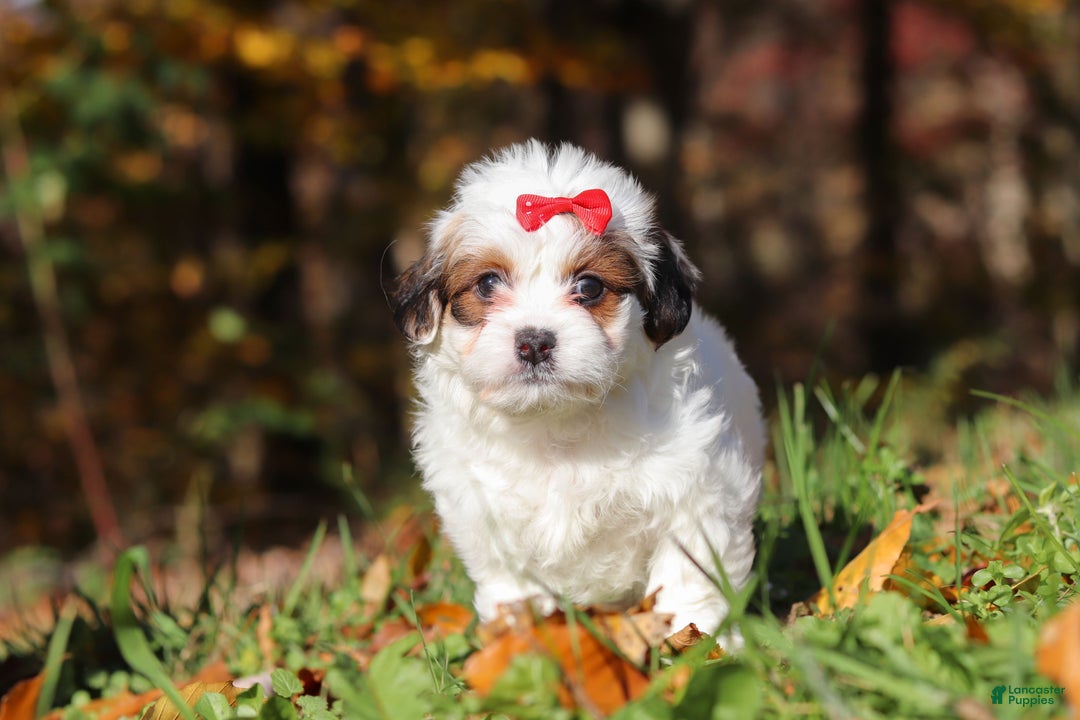 Teddy Bear dogs for sale: Holly - Ad 3