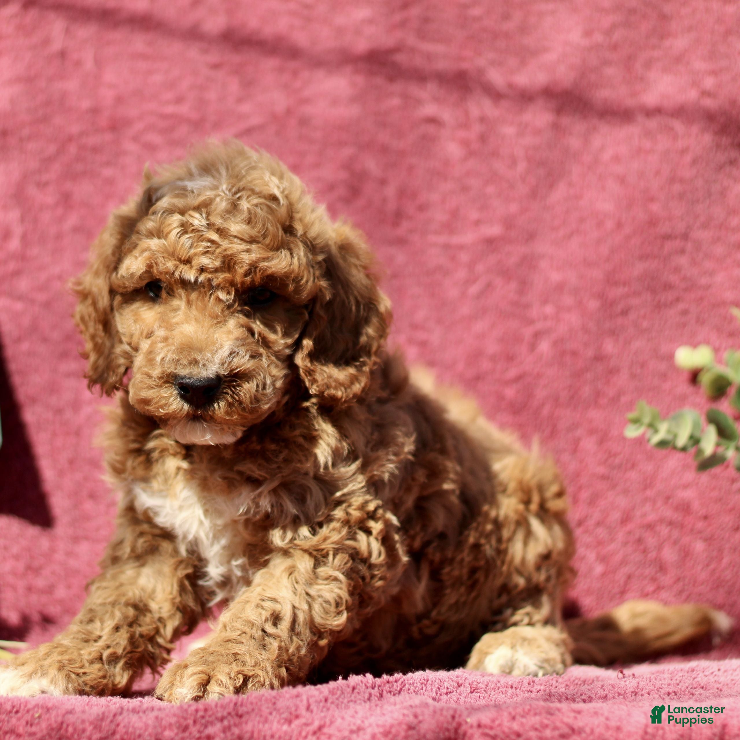 Mini Goldendoodle dogs Cassidy - Ad 2