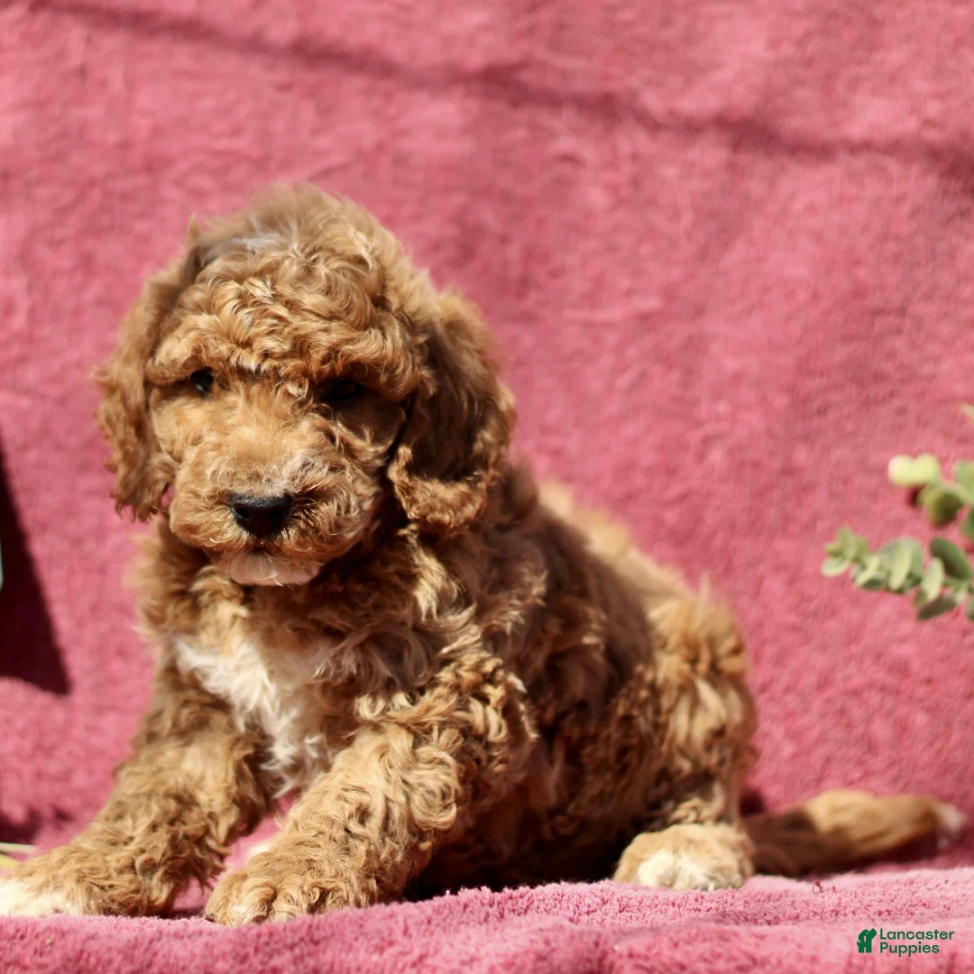Mini Goldendoodle dogs for sale: Cassidy - Ad 2