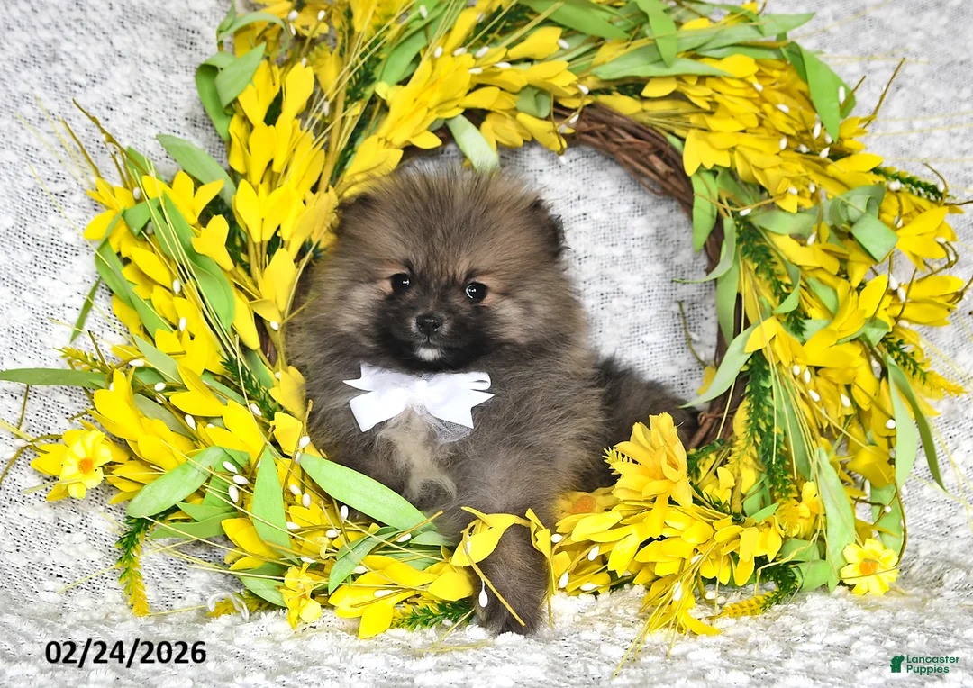 Pomeranian dogs for sale: Jesse EXTRA SMALL - Ad 2