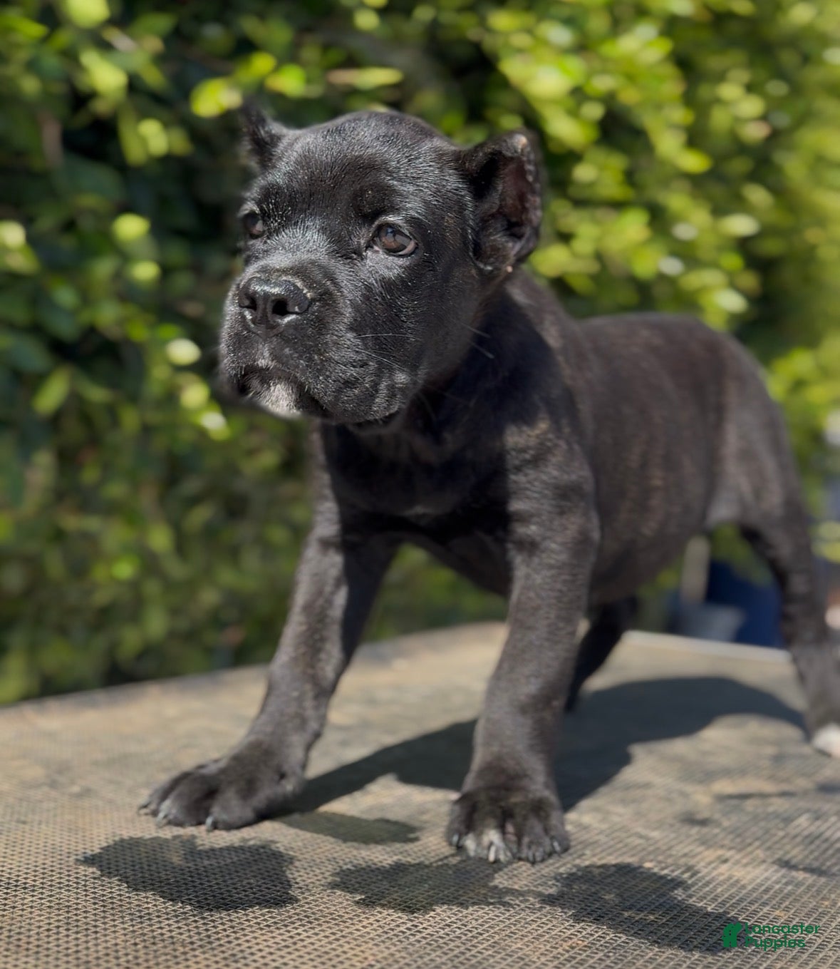 Cane Corso dogs Female 1 - Ad 2