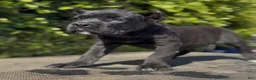 Cane Corso dogs for sale: Female 1 - Ad 2